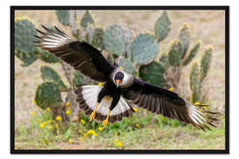 Gerahmter Kunstdruck Schopfkarakara bei der Landung, Laguna Seca, Südtexas