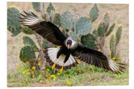 Foam board print Crested caracara alighting, Laguna Seca, South Texas