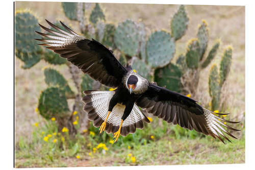 Gallery print Crested caracara alighting, Laguna Seca, South Texas