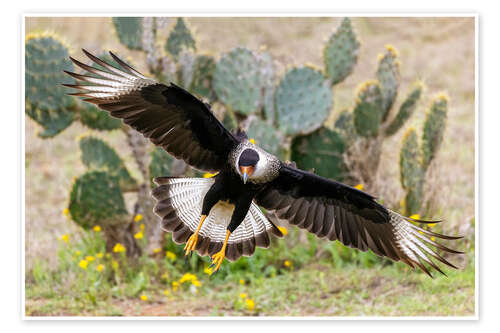 Poster Crested caracara alighting, Laguna Seca, South Texas