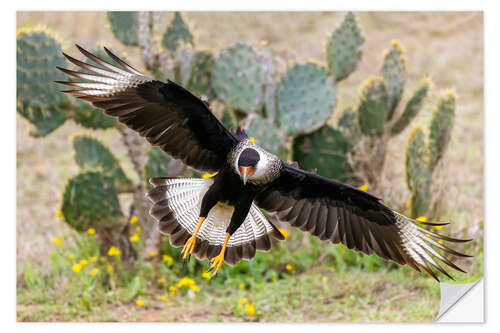 Sticker mural Crested caracara alighting, Laguna Seca, South Texas