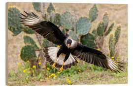 Wood print Crested caracara alighting, Laguna Seca, South Texas