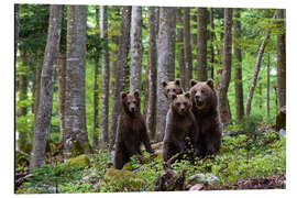 Aluminium print European brown bear and her cubs, Notranjska, Slovenia