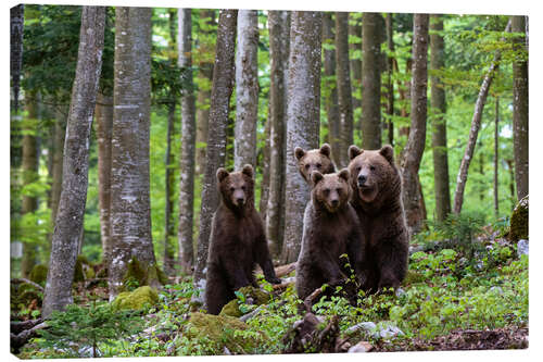 Lærredsbillede European brown bear and her cubs, Notranjska, Slovenia