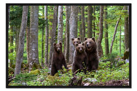 Gerahmter Kunstdruck Europäische Braunbärin und ihr Junges, Notranjska, Slowenien