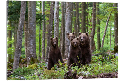 Galleriprint European brown bear and her cubs, Notranjska, Slovenia