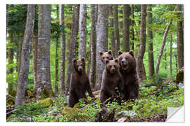 Naklejka na ścianę European brown bear and her cubs, Notranjska, Slovenia