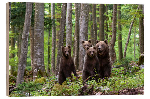 Cuadro de madera European brown bear and her cubs, Notranjska, Slovenia