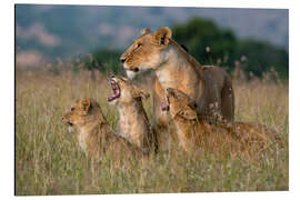 Aluminium print A lioness greeted by her cubs, Masai Mara, Kenya