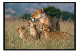 Gerahmter Kunstdruck Löwin wird von ihren Jungen begrüßt, Masai Mara, Kenia