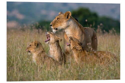 Stampa su PVC A lioness greeted by her cubs, Masai Mara, Kenya