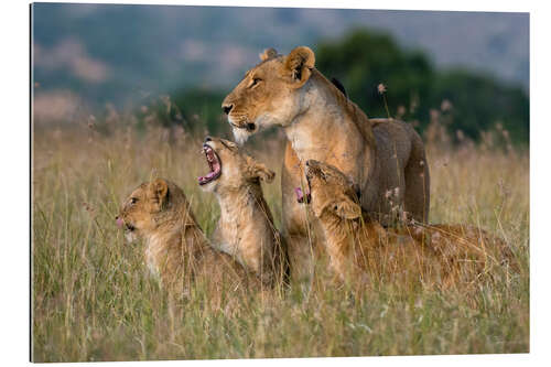 Gallery Print Löwin wird von ihren Jungen begrüßt, Masai Mara, Kenia