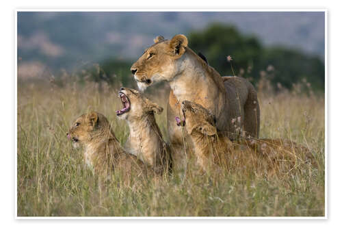 Poster A lioness greeted by her cubs, Masai Mara, Kenya