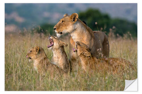 Selvklebende plakat A lioness greeted by her cubs, Masai Mara, Kenya