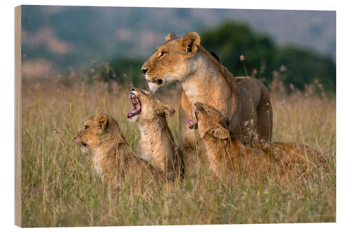 Wood print A lioness greeted by her cubs, Masai Mara, Kenya