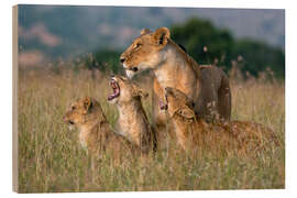 Trebilde A lioness greeted by her cubs, Masai Mara, Kenya