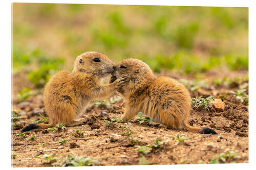 Acrylglas print Baby prairie dogs, Wichita Wildlife Refuge, Oklahoma