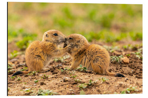 Print på aluminium Baby prairie dogs, Wichita Wildlife Refuge, Oklahoma