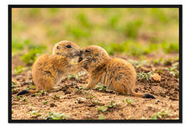 Gerahmter Kunstdruck Baby-Präriehunde, Wichita Wildlife Refuge, Oklahoma