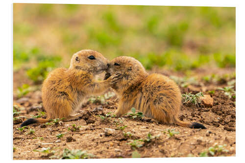 Foam board print Baby prairie dogs, Wichita Wildlife Refuge, Oklahoma