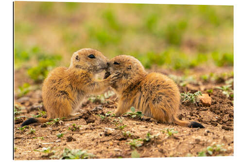 Galleriprint Baby prairie dogs, Wichita Wildlife Refuge, Oklahoma