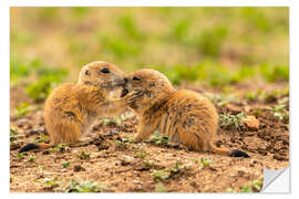 Vinilo para la pared Baby prairie dogs, Wichita Wildlife Refuge, Oklahoma