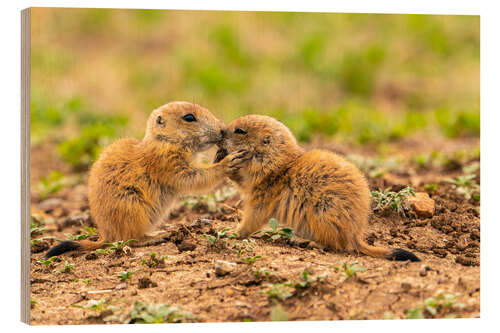 Wood print Baby prairie dogs, Wichita Wildlife Refuge, Oklahoma