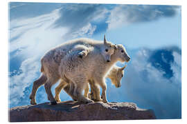 Akrylglastavla Mountain goat babies on rock, Mount Evans, Colorado