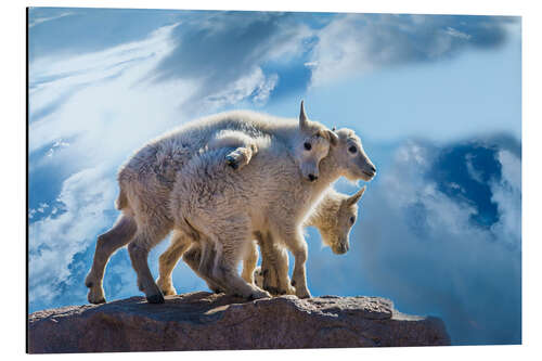 Alubild Bergziegenbabys auf Felsen, Mt. Evans, Colorado