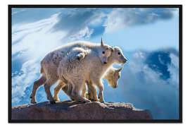 Gerahmter Kunstdruck Bergziegenbabys auf Felsen, Mt. Evans, Colorado