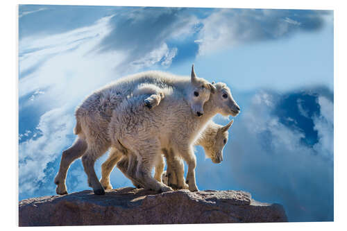 Foam board print Mountain goat babies on rock, Mount Evans, Colorado