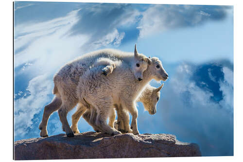 Galleriprint Mountain goat babies on rock, Mount Evans, Colorado