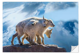 Naklejka na ścianę Mountain goat babies on rock, Mount Evans, Colorado