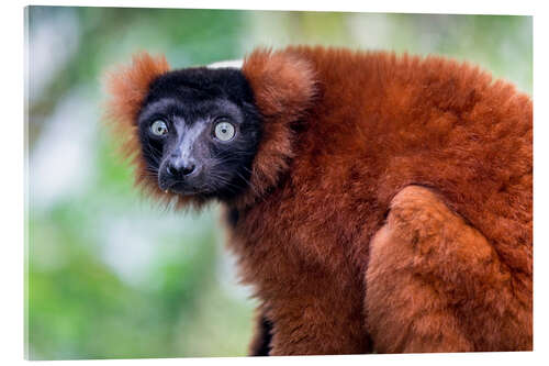 Quadro em acrílico Red ruffed lemur from Madagascar