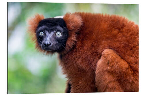 Aluminium print Red ruffed lemur from Madagascar