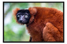 Gerahmter Kunstdruck Roter Vari Lemur aus Madagaskar