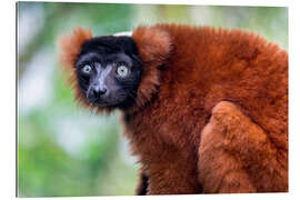 Gallery print Red ruffed lemur from Madagascar