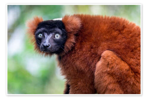 Plakat Red ruffed lemur from Madagascar