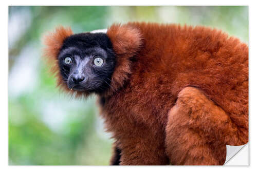 Naklejka na ścianę Red ruffed lemur from Madagascar