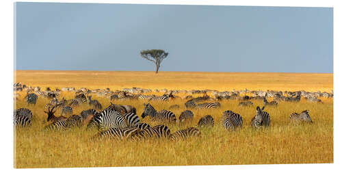 Acrylic print Herd of Plains zebras, Masai Mara National Reserve, Kenya