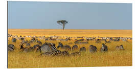 Alumiinitaulu Herd of Plains zebras, Masai Mara National Reserve, Kenya