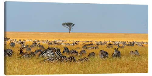 Leinwandbild Herde von Steppenzebras, Masai Mara National Reserve, Kenia