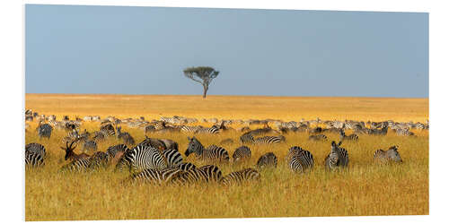 Stampa su PVC Herd of Plains zebras, Masai Mara National Reserve, Kenya