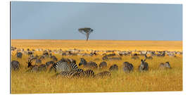 Gallery print Herd of Plains zebras, Masai Mara National Reserve, Kenya