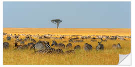Wall sticker Herd of Plains zebras, Masai Mara National Reserve, Kenya