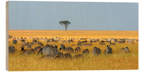 Trebilde Herd of Plains zebras, Masai Mara National Reserve, Kenya