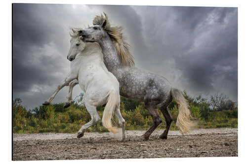 Alumiinitaulu White and gray stallions of the Camargue region fighting