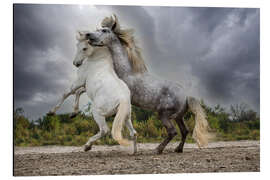 Aluminiumtavla White and gray stallions of the Camargue region fighting