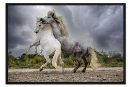 Gerahmter Kunstdruck Weiße und graue Hengste aus der Camargue kämpfen