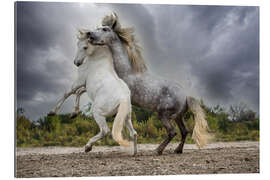 Gallery print White and gray stallions of the Camargue region fighting